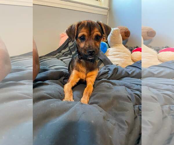 Medium Photo #1 Mutt Puppy For Sale in Woodbury, NY, USA