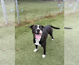 American Bulldog-Unknown Mix Dogs for adoption in Toronto, Ontario, Canada
