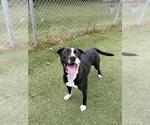 TONI - Female American Bulldog-Unknown Mix Dog for Adoption - Small photo