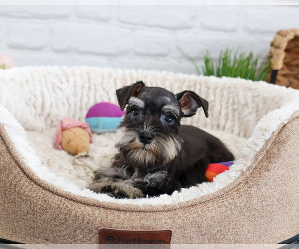 Medium Photo #1 Schnauzer (Miniature) Puppy For Sale in SYRACUSE, IN, USA