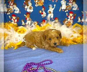YorkiePoo Puppy for sale in WINNSBORO, LA, USA