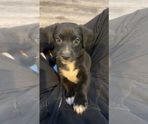 Labrador Retriever-Unknown Mix Dogs for adoption in San Diego, CA, USA