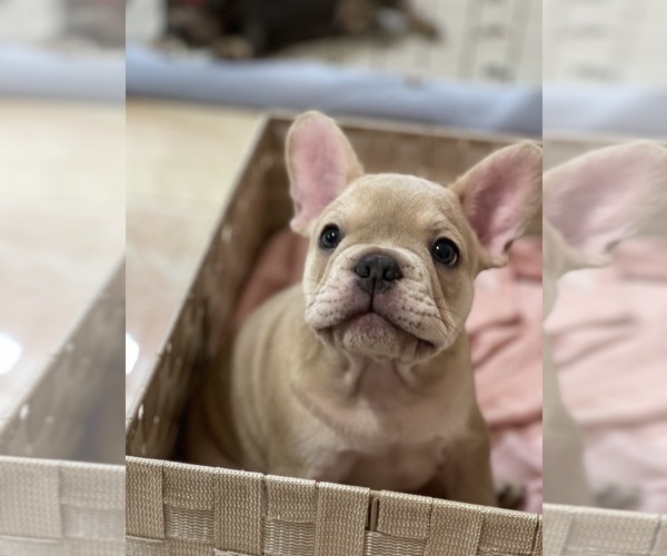 Medium Photo #4 French Bulldog Puppy For Sale in PALM BAY, FL, USA