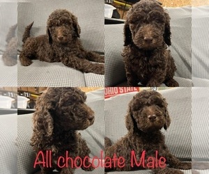 Goldendoodle Puppy for sale in BOTKINS, OH, USA