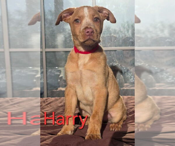 Medium Photo #2 Labrador Retriever-Unknown Mix Puppy For Sale in Brewster, NY, USA