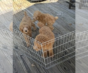 Poodle (Standard) Puppy for sale in HUNTINGTON STATION, NY, USA