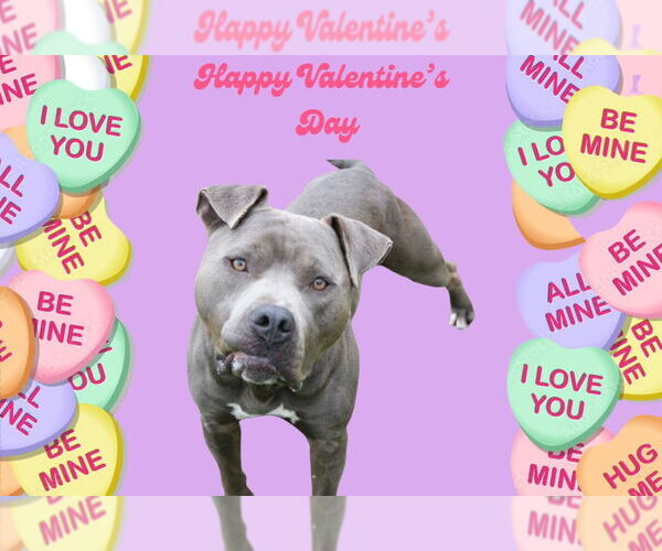 Medium Photo #5 Mutt Puppy For Sale in Chestertown, MD, USA