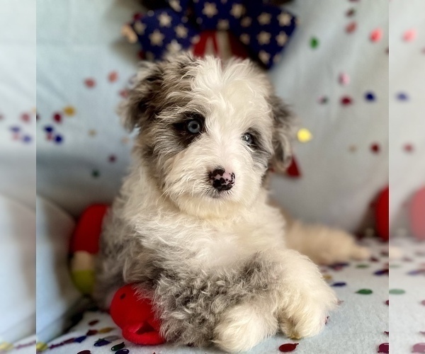 Medium Photo #6 Aussie-Poo Puppy For Sale in BOUSE, AZ, USA