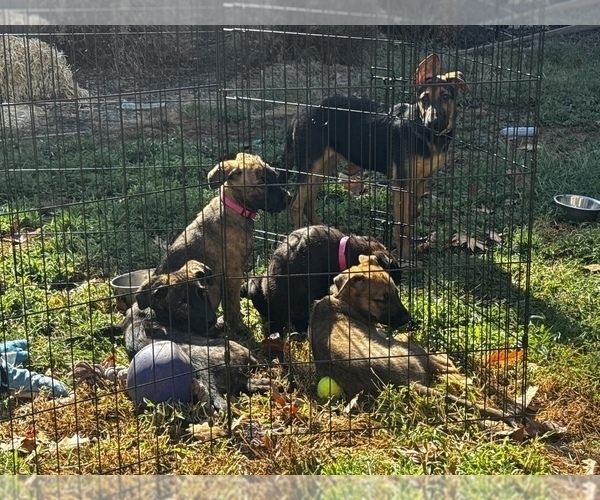 Medium Photo #1 Dutch Shepherd Dog Puppy For Sale in ROSEVILLE, CA, USA