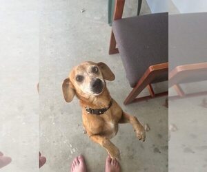 Mutt Dogs for adoption in Candler, NC, USA