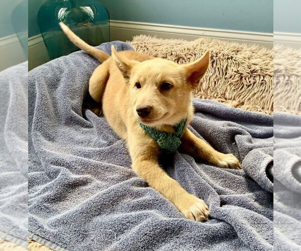 Medium Photo #3 Labrador Retriever-Unknown Mix Puppy For Sale in New York, NY, USA