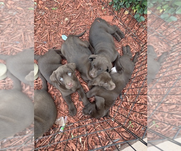 Medium Photo #4 Labrador Retriever Puppy For Sale in THORNTON, CO, USA