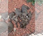 Small #3 Labrador Retriever