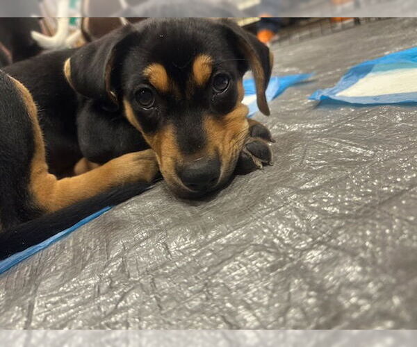 Medium Photo #3 Mutt Puppy For Sale in Plainfield, IL, USA
