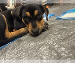 Small #2 Mutt