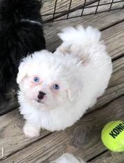 Havachon Puppy for sale in GEORGETOWN, OH, USA