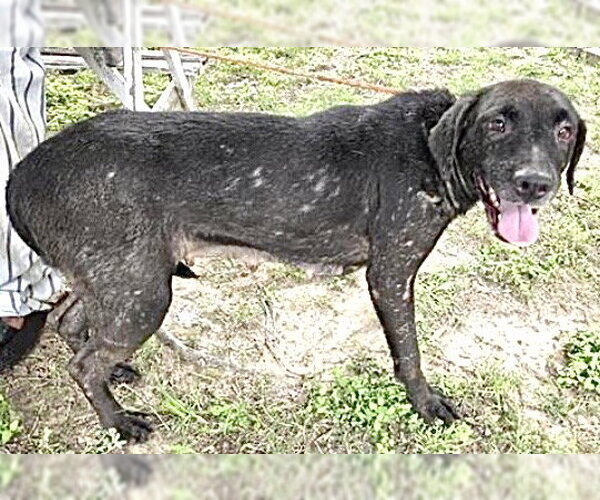 Medium Photo #1 Labrador Retriever-Unknown Mix Puppy For Sale in Houston, TX, USA