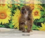 Maurice - Male Poodle (Toy) Puppy for Sale - Photo #29