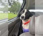 Small #4 Border Collie Mix