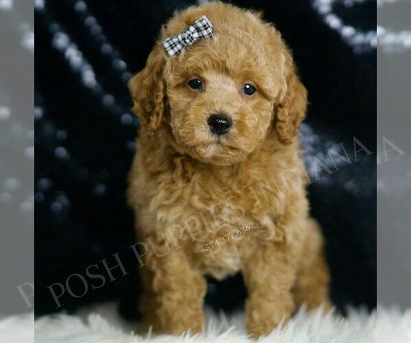 Medium Photo #2 Goldendoodle (Miniature) Puppy For Sale in WARSAW, IN, USA