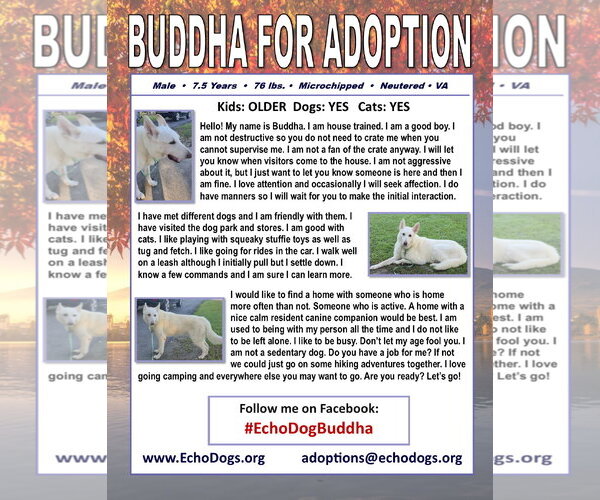 Medium Photo #2 - Mix Puppy For Sale in Hoffman Estates, IL, USA