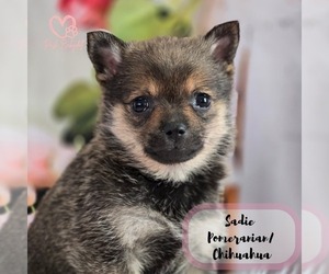 Chiranian Puppy for sale in ELMHURST, IL, USA