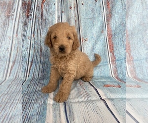 Goldendoodle Puppy for sale in STELLA, MO, USA