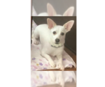 Small #4 Chihuahua Mix