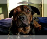 Small #2 Rottweiler Mix
