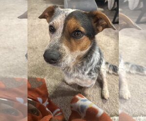 Jack Russell Terrier-Texas Heeler Mix Dogs for adoption in Mount Pleasant, SC, USA