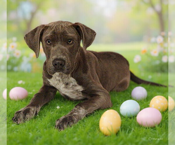 Medium Photo #13 Pointer-Unknown Mix Puppy For Sale in Talladega, AL, USA