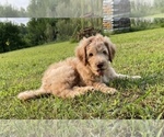 Puppy Snickers Goldendoodle