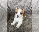 Puppy Petal Pembroke Welsh Corgi