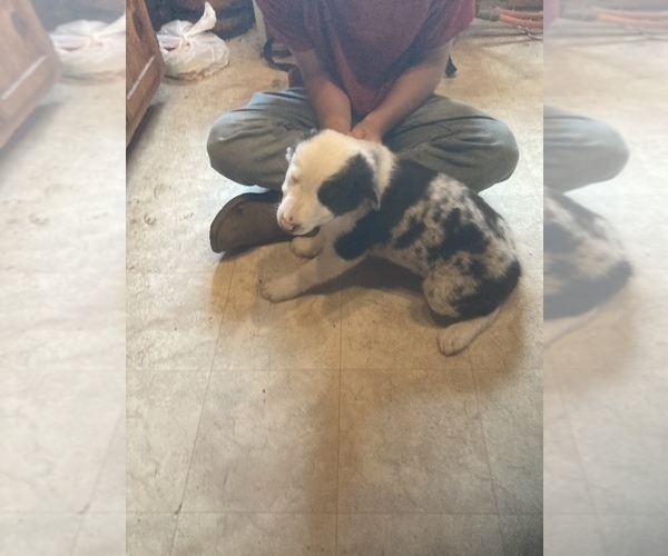 Medium Photo #1 Border Collie Puppy For Sale in BLAIR, WI, USA