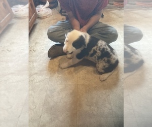 Border Collie Puppy for sale in BLAIR, WI, USA