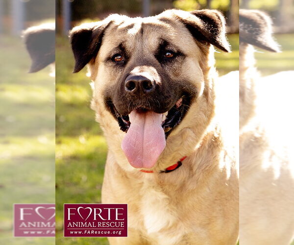 Medium Photo #6 Akita-American Staffordshire Terrier Mix Puppy For Sale in Marina del Rey, CA, USA