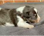 Puppy Brownie Delight Border Collie-Papillon Mix