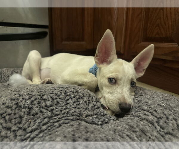 Medium Photo #4 Mutt Puppy For Sale in Germantown, OH, USA