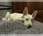 Small #3 Mutt