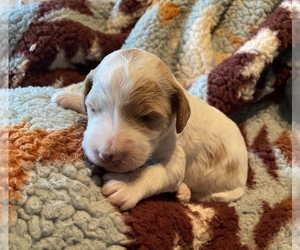 Goldendoodle-Poodle (Miniature) Mix Puppy for sale in SAN JOSE, CA, USA