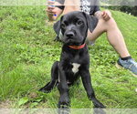 Small #2 Labrador Retriever Mix