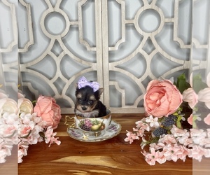 Yorkshire Terrier Puppy for sale in MORRIS CHAPEL, TN, USA