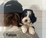 Small #8 Bernedoodle