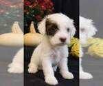 Puppy 3 Portuguese Water Dog