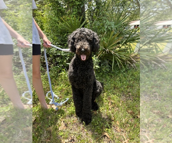 Medium Photo #1 Poodle (Standard) Puppy For Sale in HOMOSASSA, FL, USA
