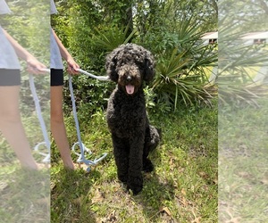 Poodle (Standard) Puppy for sale in HOMOSASSA, FL, USA