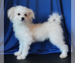 Maltipom Puppy for sale in ROCK VALLEY, IA, USA