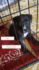 American Pit Bull Terrier Puppy for sale in COAL TOWNSHIP, PA, USA