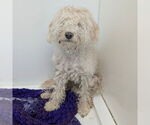 Small Poodle (Miniature) Mix
