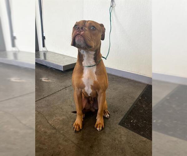 Medium Photo #2 Mutt Puppy For Sale in Orange, CA, USA